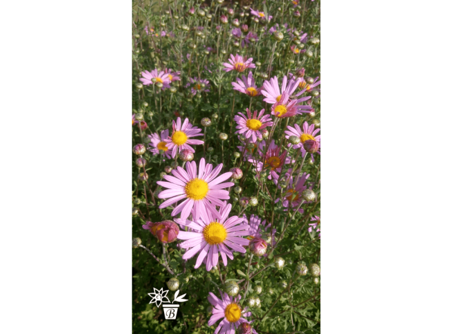 Chrysanthemum   'Clara Curtis'